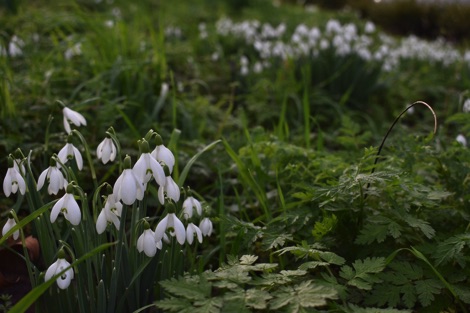 Snowdrops in a garden